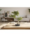 BANKAN II - BONSAI 49CM